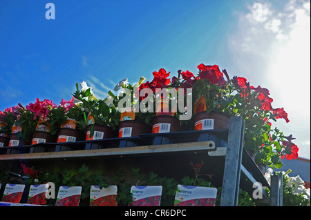 Plantes à massifs en vente sur un chariot de B&Q DIY home improvement store FRANCE Banque D'Images