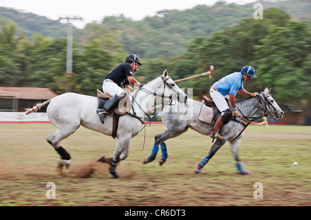 Deux coureurs en compétition à pleine vitesse sur leurs poneys de polo lors d'un match à la Patrona Polo Club à San Francisco, Nayarit, Mexique. Banque D'Images