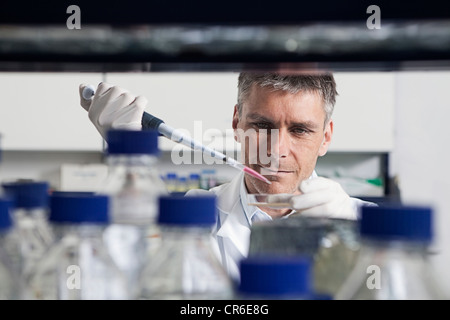 Germany, Bavaria, Munich, chemist avec pipette in petri dish for medical research in laboratory Banque D'Images