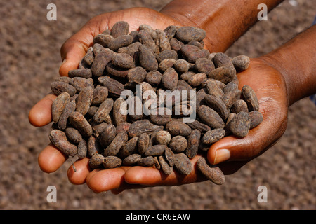 Mains tenant les fèves de cacao, Bamenda, Cameroun, Afrique Banque D'Images