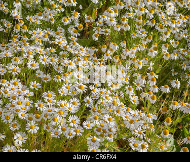 Domaine de la camomille en pleine floraison, de Borgarfjordur, Islande Tripleurospermum maritimum est également connu comme Matricaria maritimum Banque D'Images