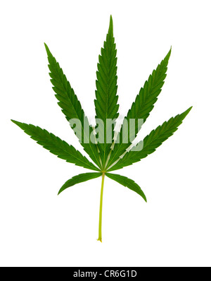 Vert feuille de chanvre (cannabis) isolated on white Banque D'Images