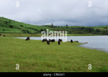 Un troupeau de buffles paissant dans une vallée à Munnar, Kerala Banque D'Images