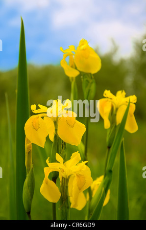 Belle wild Iris pseudacorus Iris (drapeau jaune) sur le pré vert Banque D'Images