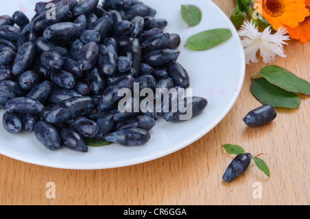 Le chèvrefeuille (Lonicera caerulea) sur une plaque blanche Banque D'Images