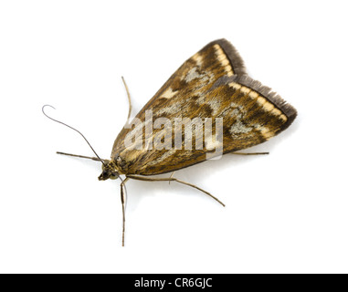 Tisseuse de la betterave (sticticalis Loxostege) isolated on white Banque D'Images