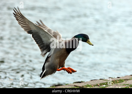 Un mâle Canard colvert en vol Banque D'Images
