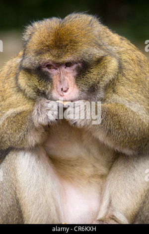 Macaque de Barbarie (Macaca sylvanus) alimentation, Azrou, Maroc Banque D'Images