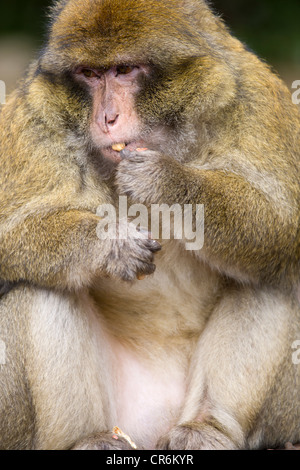 Macaque de Barbarie (Macaca sylvanus) alimentation, Azrou, Maroc Banque D'Images