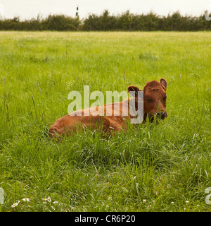 Jeune vache veau ou sur le terrain. Devon, Angleterre, Royaume-Uni. Banque D'Images