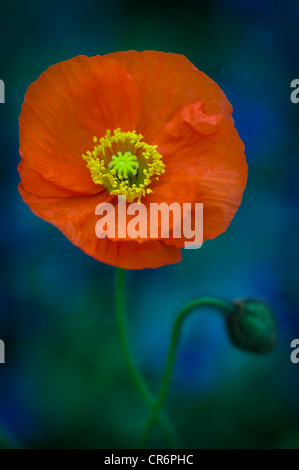 Orange ou rouge coquelicot Papaver nudicaule plante en fleur close up Banque D'Images