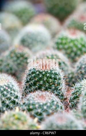 Hérissés de cactus succulentes plantes vertes d'épines Banque D'Images