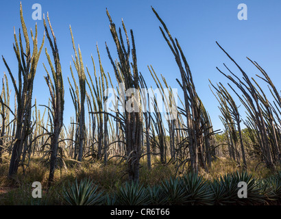 Les plantations de Madagascar ou la réserve de Berenty, Alluaudia procera, Madagascar Banque D'Images