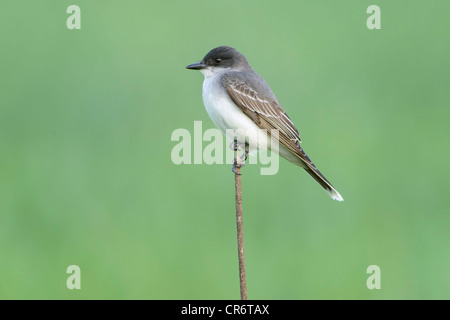 Tyran tritri (Tyrannus tyrannus) perché sur un roseau, l'ouest du Montana Banque D'Images