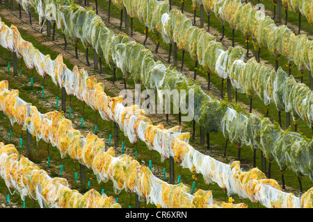 Filet sur les vignes vertes et jaunes, Mt Difficulté Vignoble, Bannockburn, Central Otago, île du Sud, Nouvelle-Zélande Banque D'Images