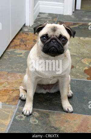 A un an de couleur fauve pug chinois chien assis sur le carrelage en ardoise. Banque D'Images