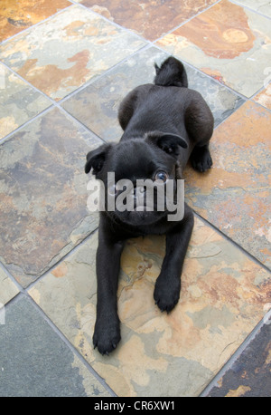 Un Chinois noir âgé de 5 mois chiot pug détente sur ardoise. Banque D'Images