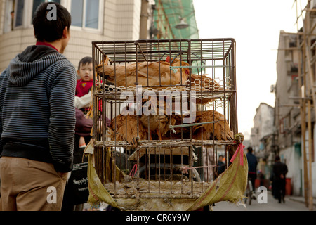 Les poulets vivants en cage et la vente au marché de rue en Chine Shanghai. Banque D'Images