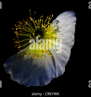 Alpin blanc pavot (Papaver alpinum subsp. sendtneri), Erfurt, Thuringe, Allemagne, Europe Banque D'Images