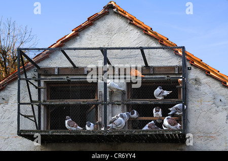 Pigeons dans une cage à un pigeonnier, Zuchwil, Haute-Franconie, Bavaria, Germany, Europe Banque D'Images