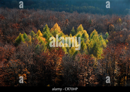 Couleur d'automne Larix (mélèze), au milieu d'une forêt de hêtres, Morschreuth, Haute-Franconie, Bavaria, Germany, Europe Banque D'Images