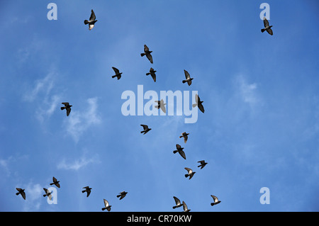 Pigeons domestiques (Columba livia forma domestica) en vol, contre un ciel bleu, Lahr, Bade-Wurtemberg, Allemagne, Europe Banque D'Images