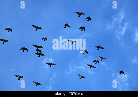 Pigeons domestiques (Columba livia forma domestica) en vol, contre un ciel bleu, Lahr, Bade-Wurtemberg, Allemagne, Europe Banque D'Images