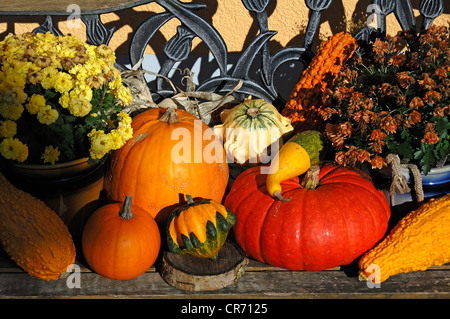 Divers Les citrouilles et courges à vendre, décoré sur un banc, Wannbach, Haute-Franconie, Bavaria, Germany, Europe Banque D'Images