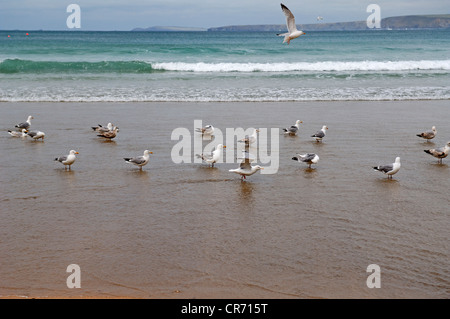 Yellow-legged Gull (Larus michahellis) sur la plage de Newquay, Cornwall, Angleterre, Royaume-Uni, Europe Banque D'Images