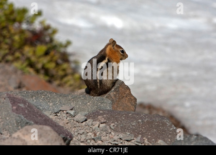 Le spermophile à mante dorée (Callospermophilus latéral) assis sur un rocher à Crater Lake, Oregon, USA en Juin Banque D'Images