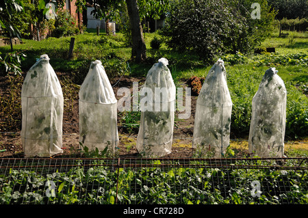 Les plants de tomates couvertes de feuilles de plastique dans un potager, Othenstorf, Mecklembourg-Poméranie-Occidentale, Allemagne, Europe Banque D'Images