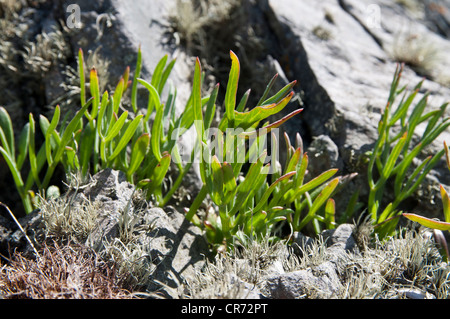 Rock Samphire Crithmum maritimum croissant dans son environnement naturel de mer. Banque D'Images