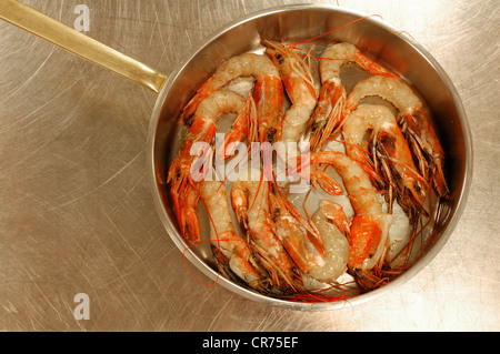 Crevettes fraîchement préparé (Caridina cf. cantonensis var. Crystal rouge) dans une casserole en acier inoxydable Banque D'Images