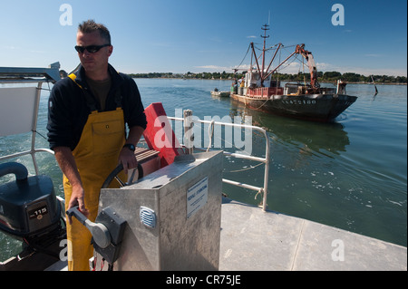 France, Morbihan, Vannes, Golfe du Morbihan, le travail sur les parcs à huîtres par l'équipe de Jegat Oyster Farm Banque D'Images