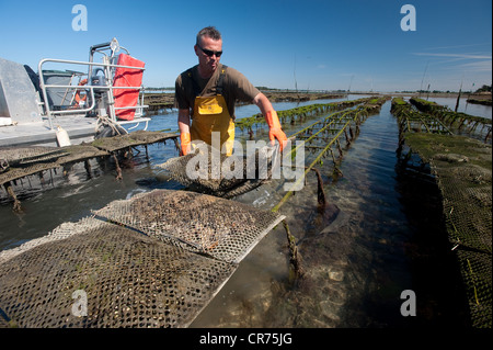 France, Morbihan, Vannes, Golfe du Morbihan, le travail sur les parcs à huîtres par l'équipe de Jegat Oyster Farm Banque D'Images