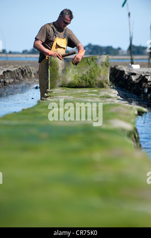 France, Morbihan, Vannes, Golfe du Morbihan, le travail sur les parcs à huîtres par l'équipe de Jegat Oyster Farm Banque D'Images