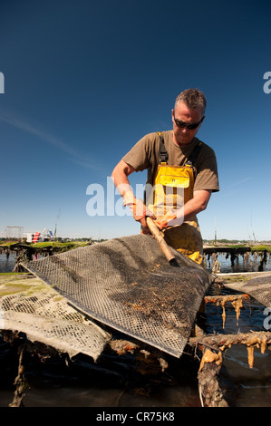 France, Morbihan, Vannes, Golfe du Morbihan, le travail sur les parcs à huîtres par l'équipe de Jegat Oyster Farm Banque D'Images