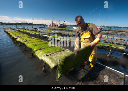 France, Morbihan, Vannes, Golfe du Morbihan, le travail sur les parcs à huîtres par l'équipe de Jegat Oyster Farm Banque D'Images