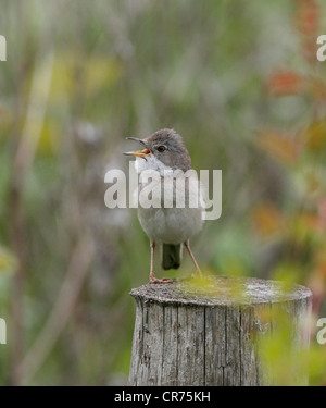 Fauvette grisette Sylvia communis chantant pour attirer mate sur un territoire Banque D'Images