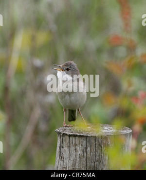 Fauvette grisette Sylvia communis chantant pour attirer mate sur un territoire Banque D'Images