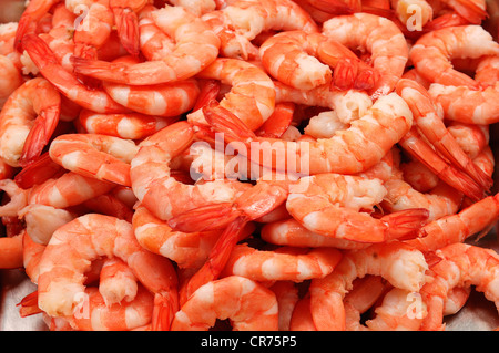Crevettes rouge cristal fraîchement préparé (Caridina cf. cantonensis var. Crystal rouge), de l'alimentation Banque D'Images