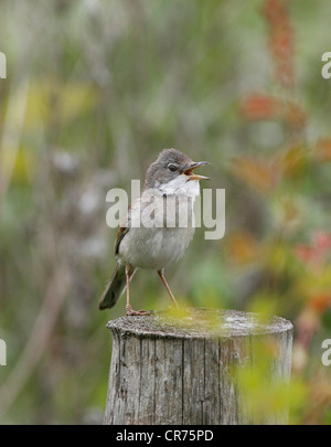 Fauvette grisette Sylvia communis chantant pour attirer mate sur un territoire Banque D'Images