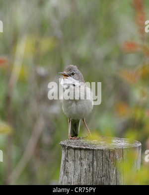 Fauvette grisette Sylvia communis chantant pour attirer mate sur un territoire Banque D'Images