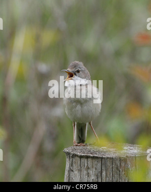 Fauvette grisette Sylvia communis chantant pour attirer mate sur un territoire Banque D'Images