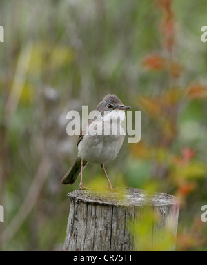 Fauvette grisette Sylvia communis chantant pour attirer mate sur un territoire Banque D'Images