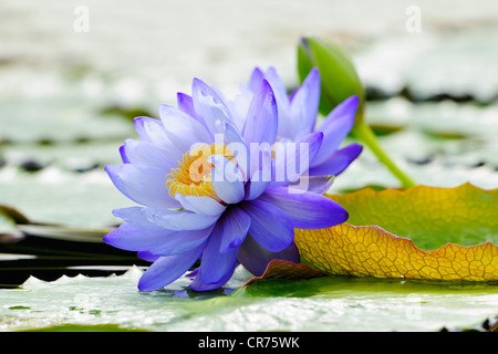 Nénuphar géant (Nymphaea gigantea), étang, Stuttgart, Bade-Wurtemberg, Allemagne, Europe Banque D'Images