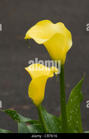 Fleur d'Arum jaune Banque D'Images