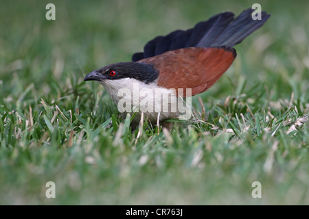 Coucal du Sénégal (Centropus senegalensis) Banque D'Images