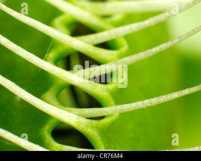 Venus Fly Trap piège, cintrées. Banque D'Images