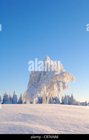 Hêtre européen (Fagus sylvatica) dans la neige, Forêt-Noire, Bade-Wurtemberg, Allemagne, Europe Banque D'Images